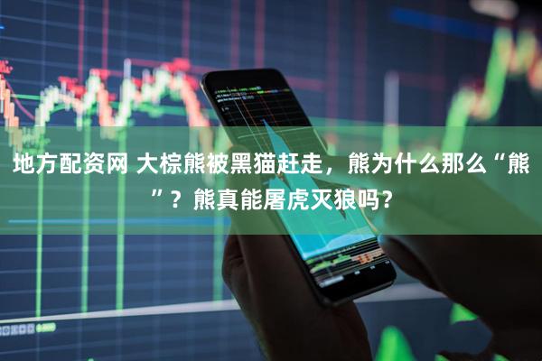 地方配资网 大棕熊被黑猫赶走，熊为什么那么“熊”？熊真能屠虎灭狼吗？